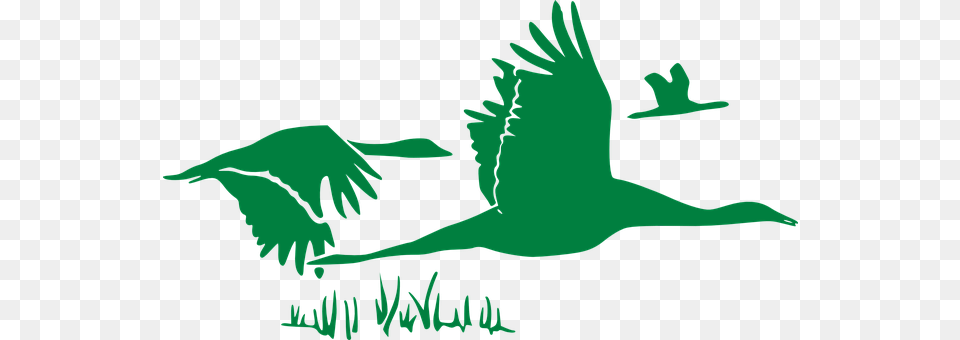 Geese Animal, Bird, Waterfowl, Crane Bird Png Image