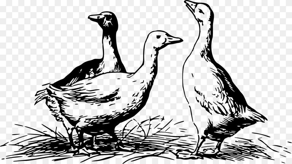 Geese 4 Clip Arts Geese Black And White, Gray Free Transparent Png