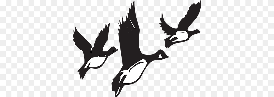 Geese Animal, Bird, Flying, Goose Png Image
