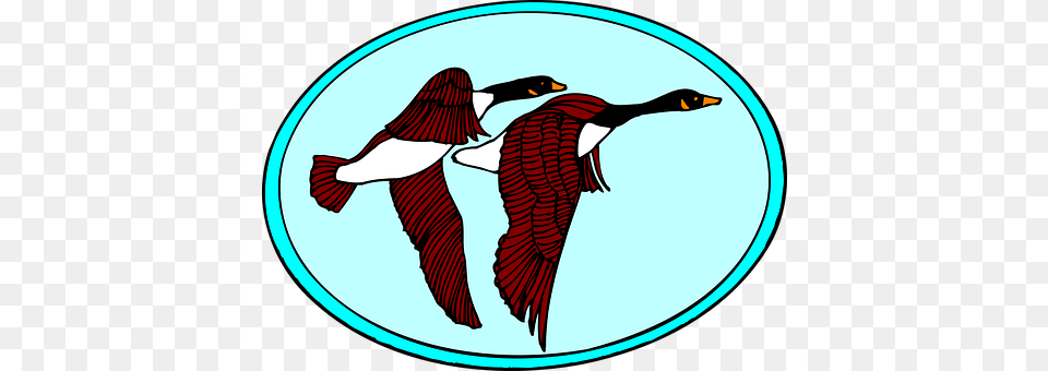 Geese Animal, Bird, Cormorant, Goose Free Png