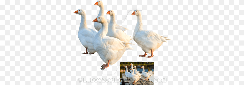 Geese 6 Image Geese, Animal, Bird, Goose, Waterfowl Free Transparent Png