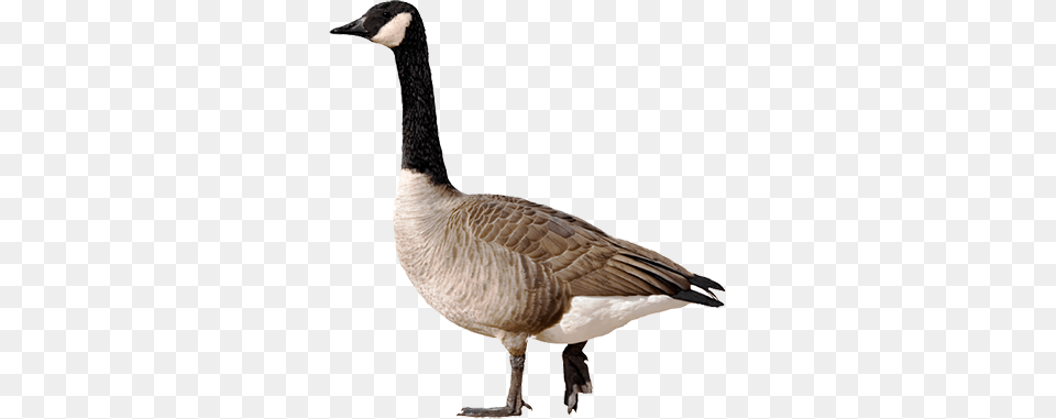 Geese, Animal, Bird, Goose, Waterfowl Png