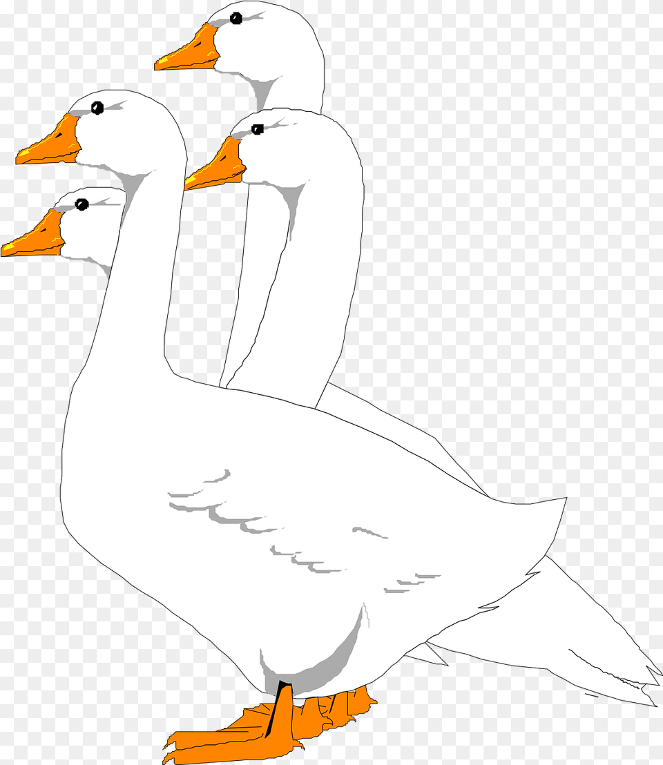 Geese Birds Group Vector Graphic On Pixabay Gifs Animados Ocas, Animal, Bird, Goose, Waterfowl Free Transparent Png