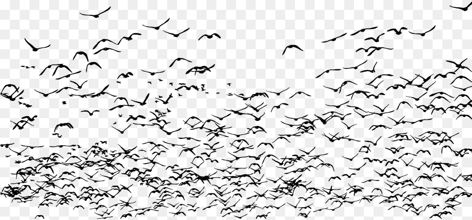 Geese Birds Silhouette Goose Animals Flying Bandada De Aves Migratorias, Gray Free Transparent Png