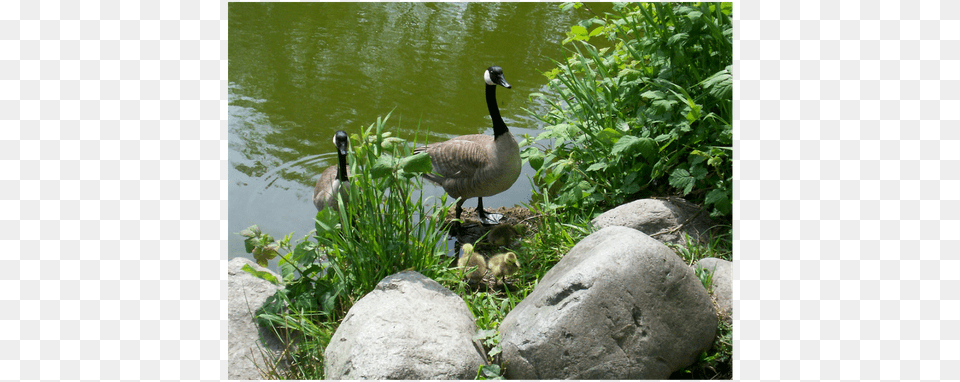 Geese By Water Goose, Animal, Bird, Nature, Outdoors Png Image