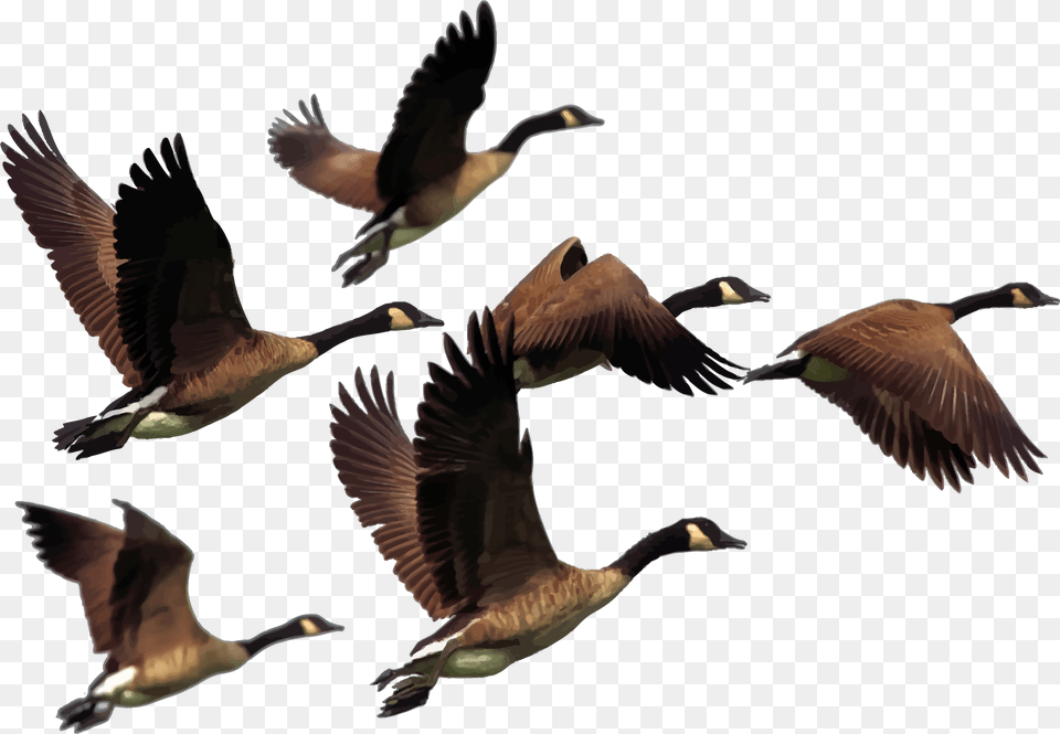 Geese Clip Art, Animal, Bird, Flying, Goose Png