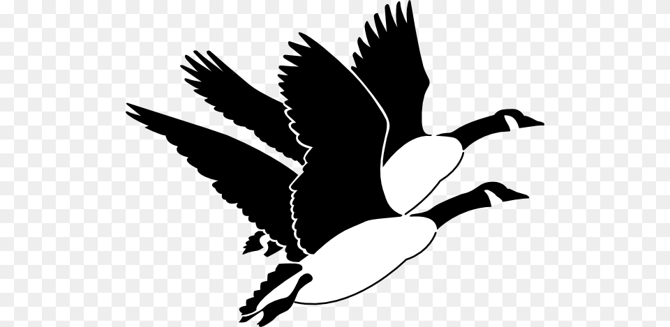 Geese Clip Art, Animal, Bird, Goose, Stencil Free Png Download
