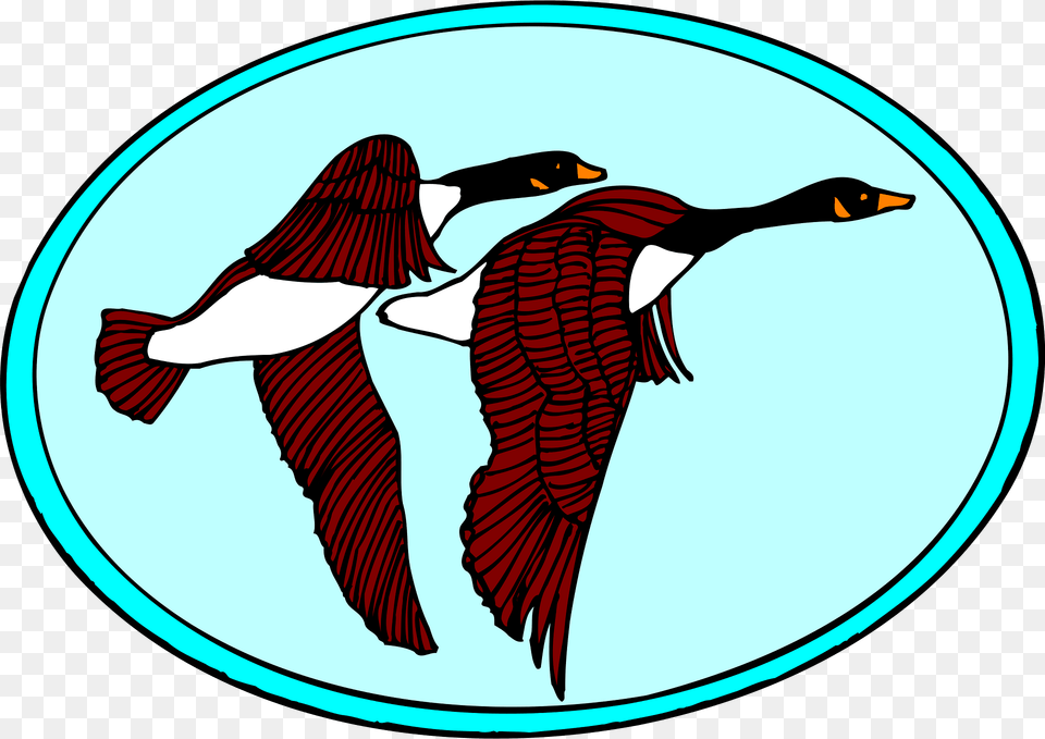 Geese Clipart, Animal, Bird, Cormorant, Goose Png