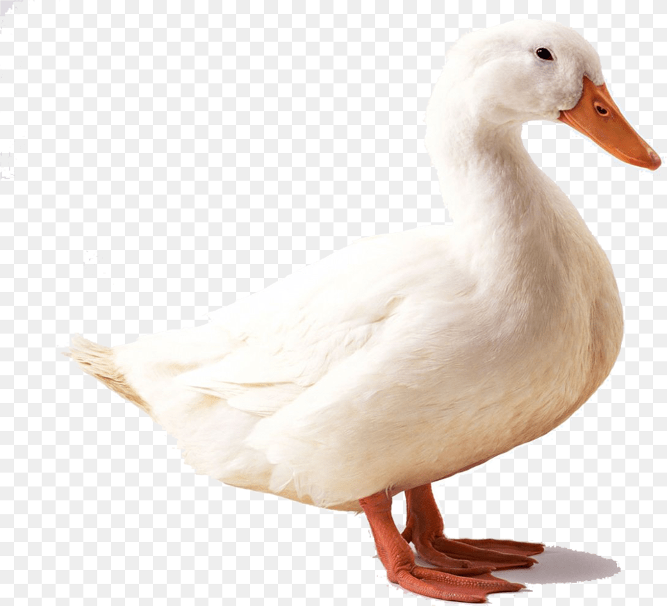 Geese Duck With White Background, Animal, Bird, Anseriformes, Waterfowl Png