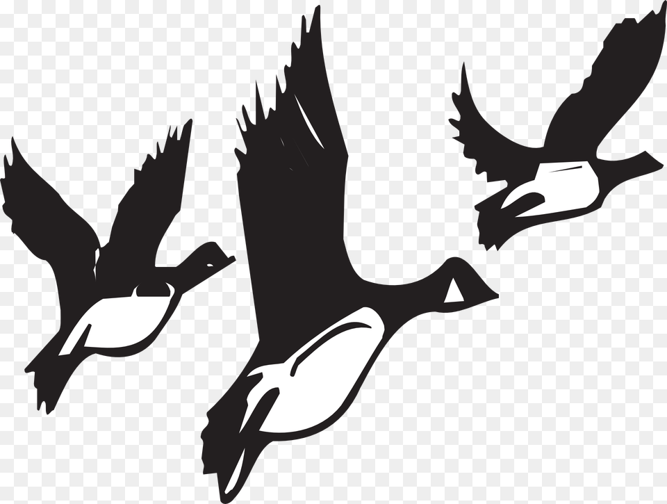 Geese Flying Birds Flight Black White Wildlife Birds Migrating Black And White, Animal, Bird, Goose, Stencil Free Png Download