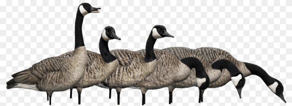 Geese Flying Canada Goose, Animal, Bird, Waterfowl Free Png