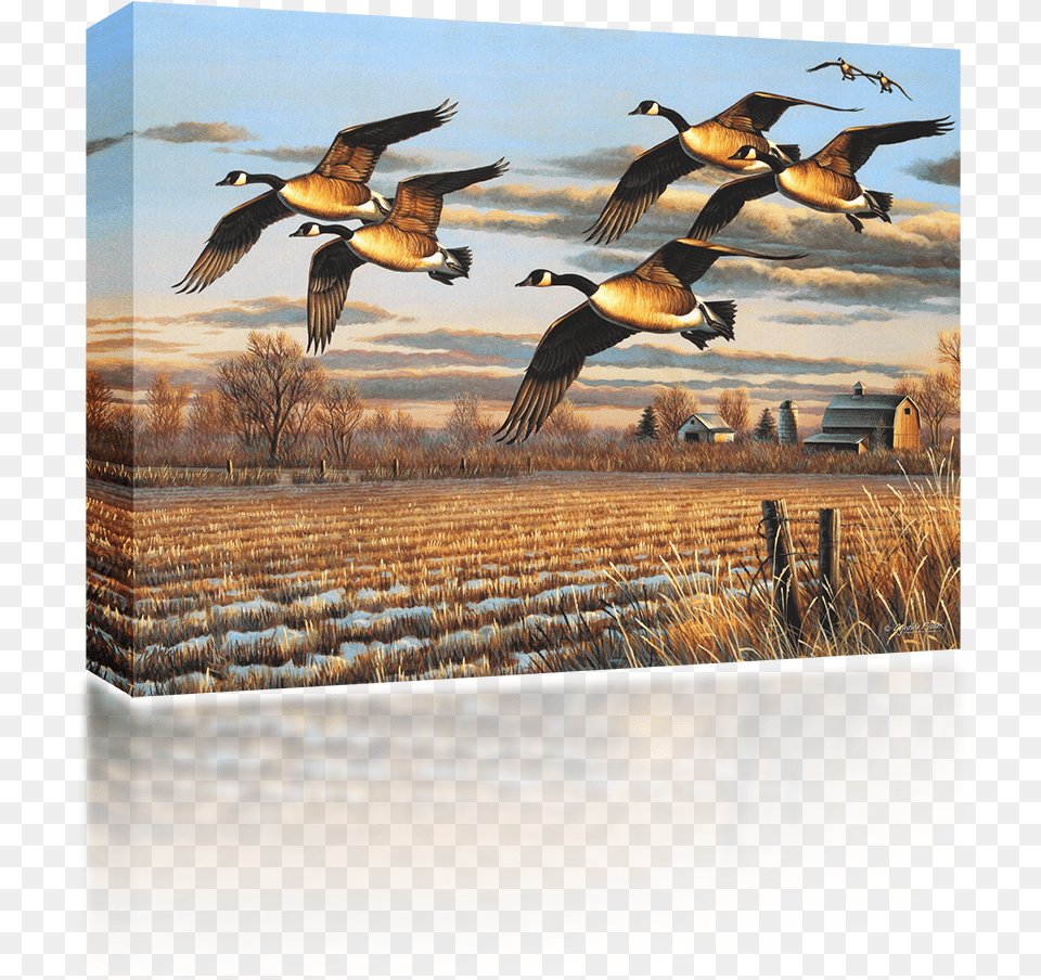 Geese Flying Painting, Animal, Bird, Goose, Waterfowl Free Transparent Png