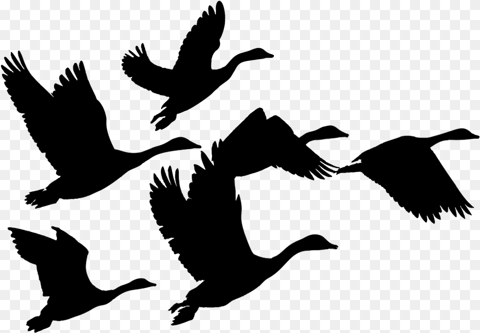 Geese Goose Birds Animals Flying Silhouette Svg Geese Clip Art, Gray Free Transparent Png