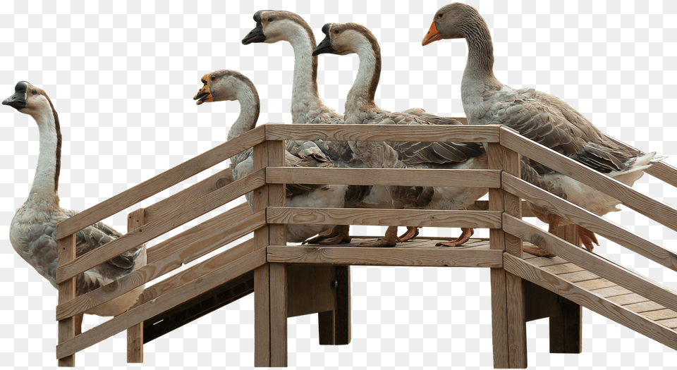 Geese Goose Stairs Stairs Photo Gnsetreppe, Wood, Animal, Bird, Waterfowl Png