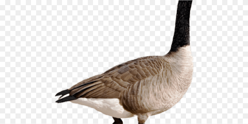 Geese Migration Clipart Transparent Background Transparent Canadian Goose Cartoon, Animal, Bird, Waterfowl Png