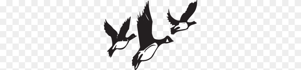 Geese Taking Off Clip Art, Animal, Bird, Flying, Goose Free Png