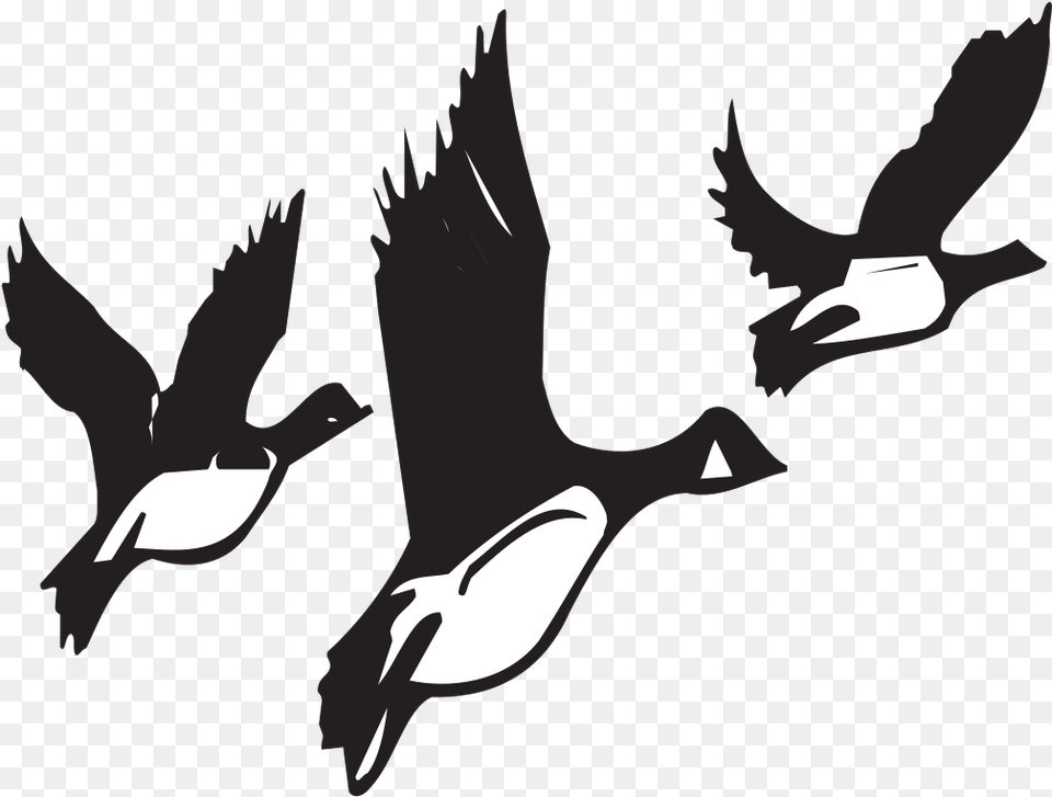 Geese Taking Off Svg Clip Art For Transparent Animal Migration Clipart, Bird, Flying, Goose, Waterfowl Png Image