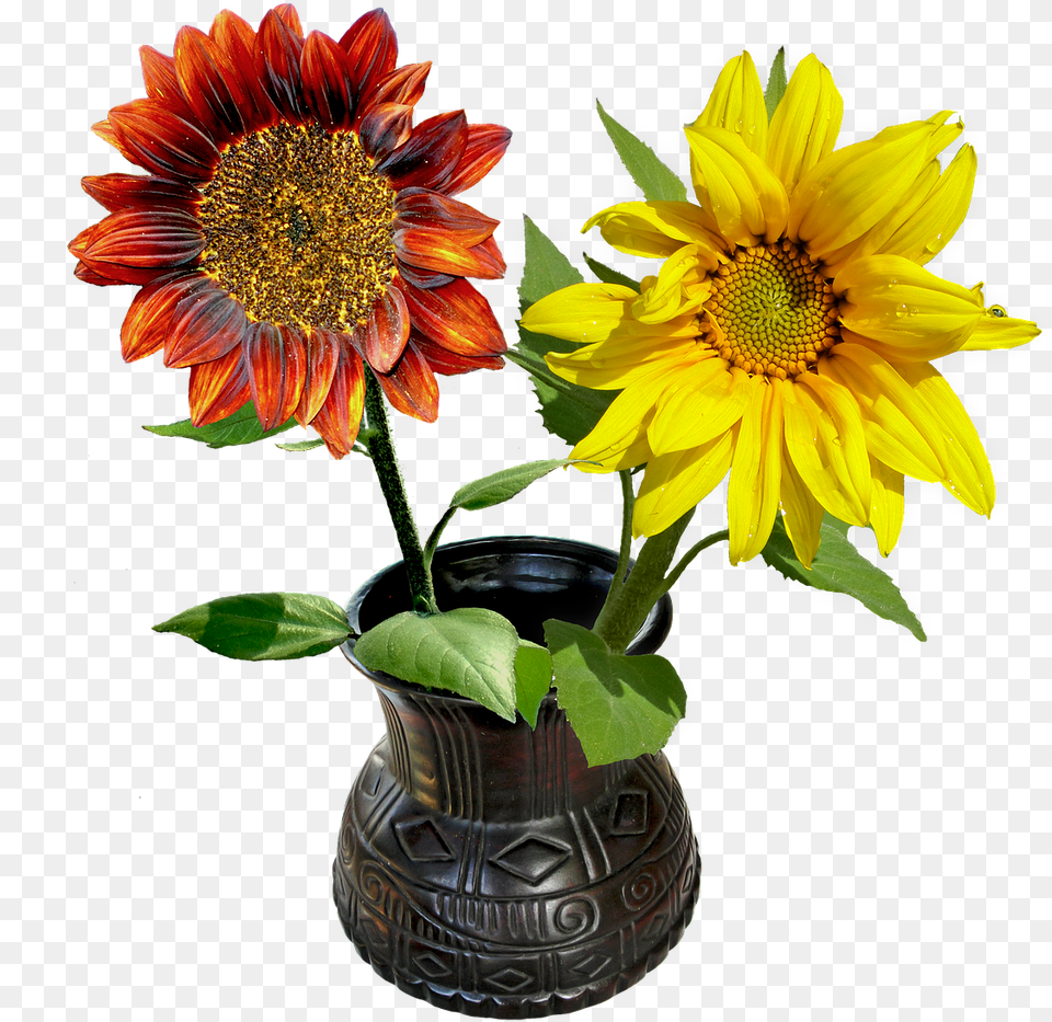 Gefllt Mir Guten Morgen, Flower, Flower Arrangement, Plant, Sunflower Png Image