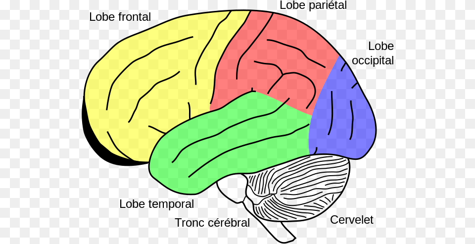 Gehirn Phineas Gage Fr Cerebellum In The Brain, Cap, Clothing, Hat, Swimwear Png Image