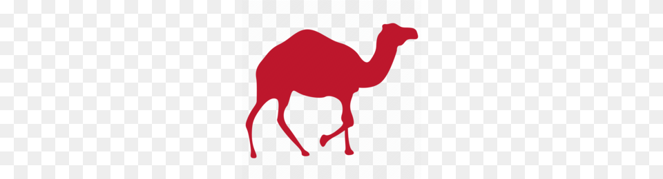 Geico Camel Clipart, Animal, Mammal, Wildlife, Zebra Png