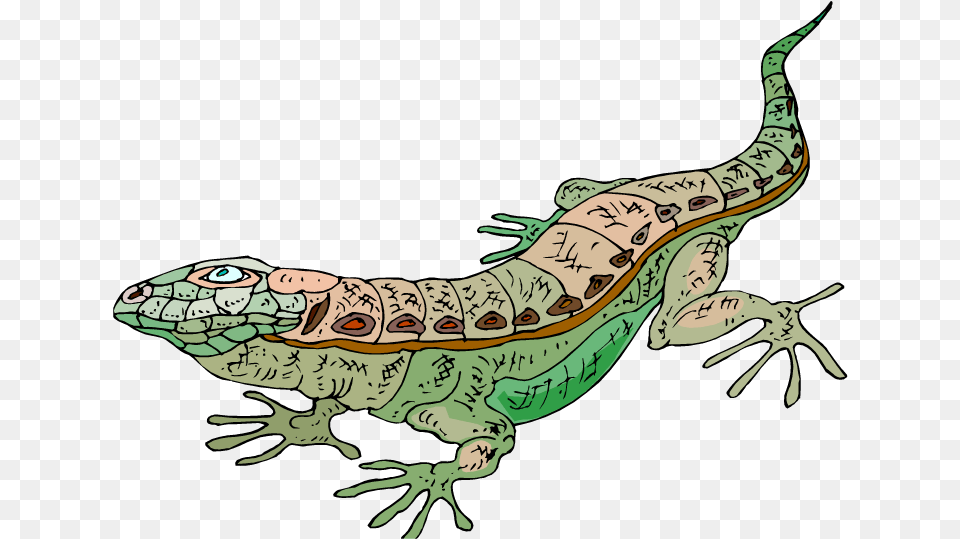 Geico Lizard Lizard, Animal, Gecko, Reptile, Iguana Png