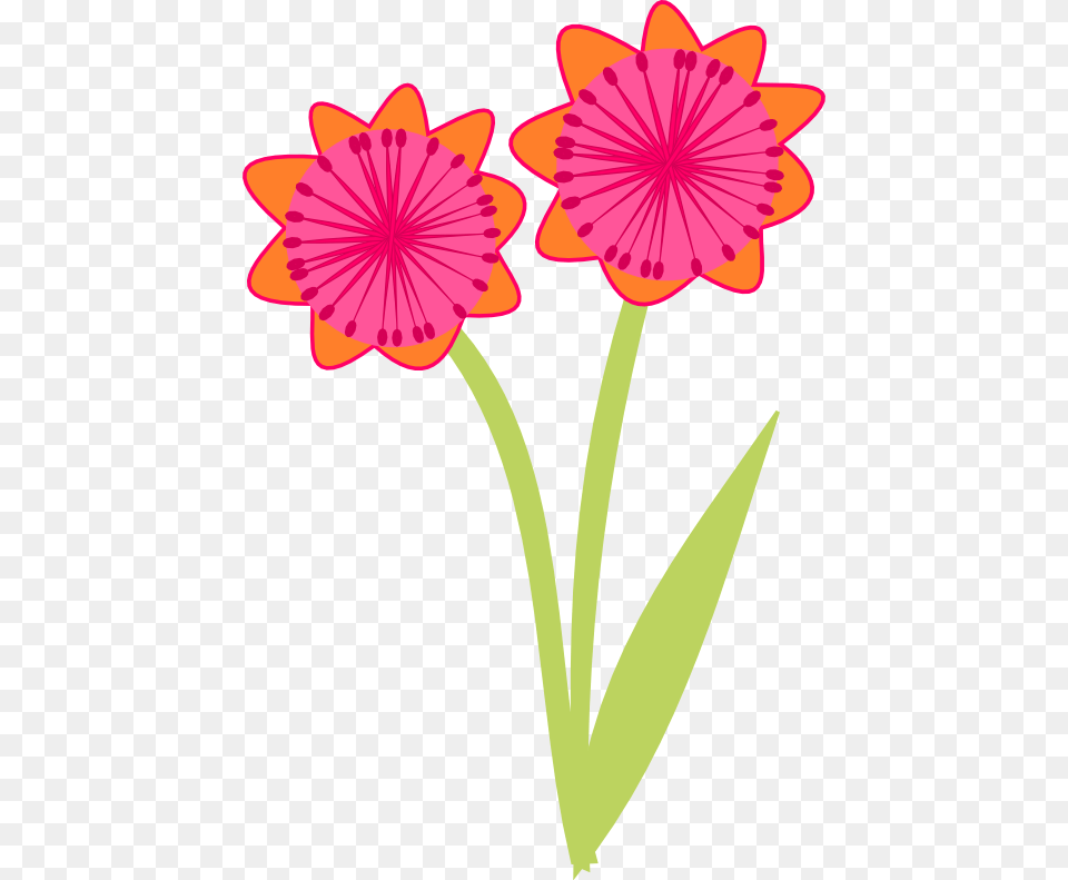 Geissorhiza, Anther, Daisy, Flower, Petal Png