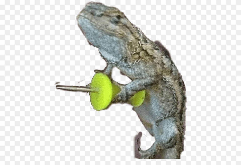Geko Gecko Thumbtack Love Riverdale Fanartofkai Mess With The Gecko You Get The Pecko, Ball, Sport, Tennis, Tennis Ball Free Png Download