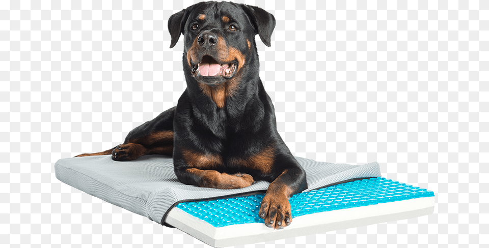 Gel Cell Cooling Cushion With Tri Core Charcoal Infused Cooling Dog Bed, Animal, Canine, Mammal, Pet Free Png Download