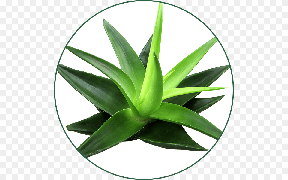 Gel De Aloe Vera, Plant Png Image