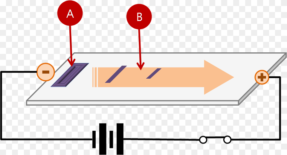 Gel Electrophoresis Procedure Migration Of Dna In Gel Electrophoresis Png Image
