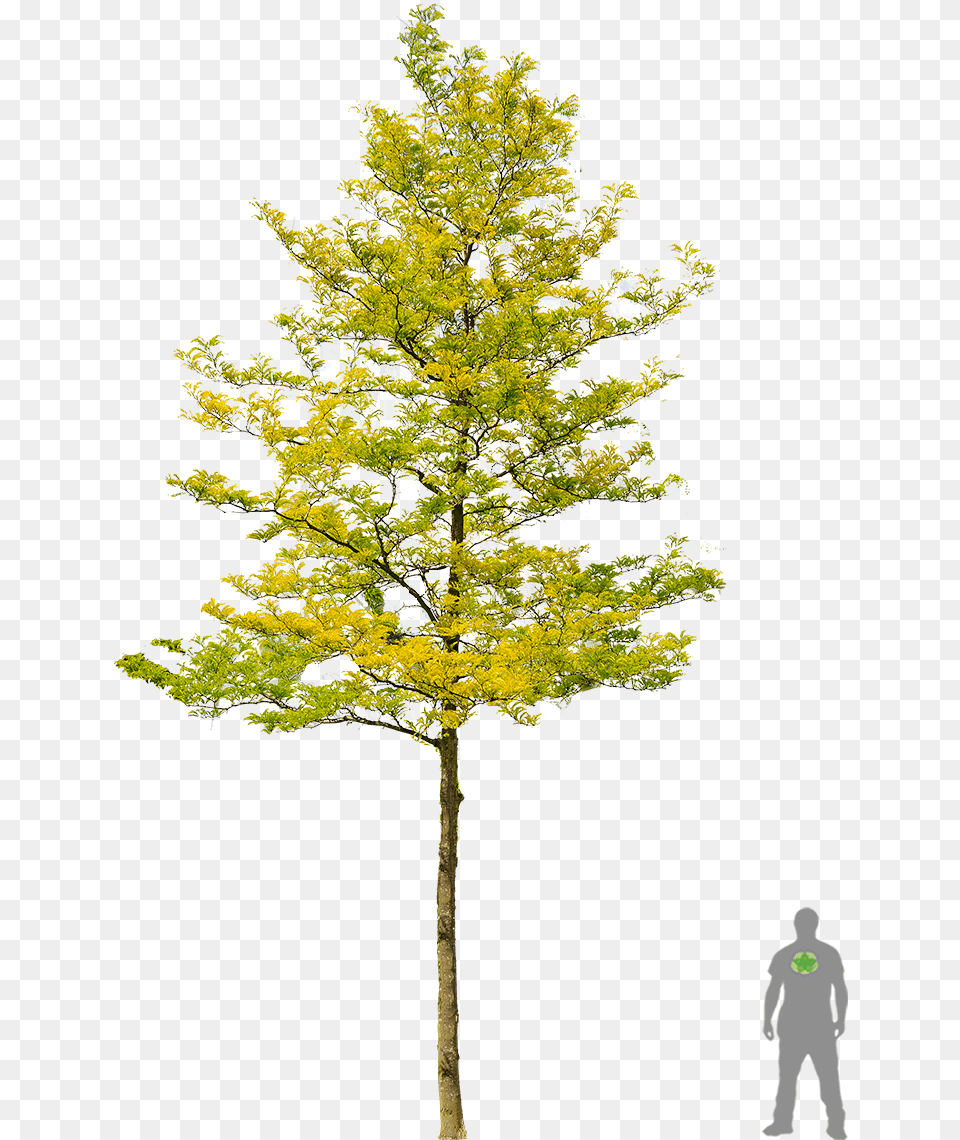 Gelbe Gleditschie 39sunburst39 Tree Photoshop Tree Render Gleditsia Triacanthos, Plant, Conifer, Leaf, Adult Free Png