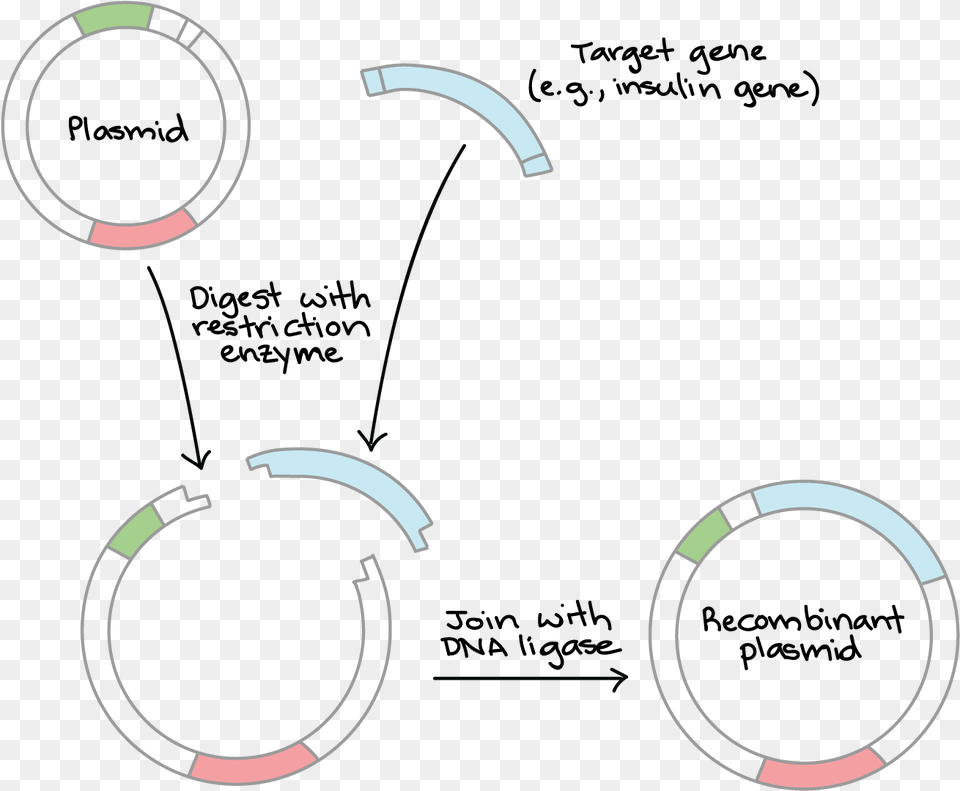 Gene Cloning, Astronomy, Eclipse, Animal, Kangaroo Png