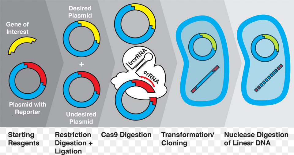 Gene Ligation Transformation, Water, Text Free Png Download