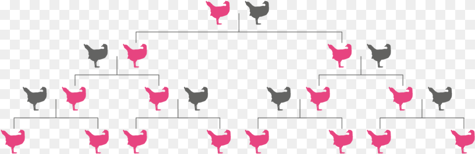 Gene Drive Inheritance Pink Chickens Modification, Animal, Bird, Chicken, Fowl Png
