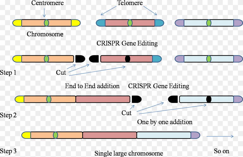 Gene Editing Technology Used To Fit Entire Genome Of Parallel Png