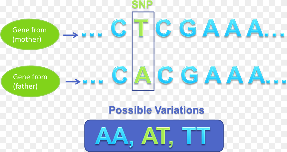 Gene Sequence Variation Snp Snp Genetics, Text, Scoreboard, Number, Symbol Free Png Download
