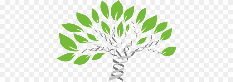 Gene Tree Leaf, Green, Herbal, Herbs Free Png Download