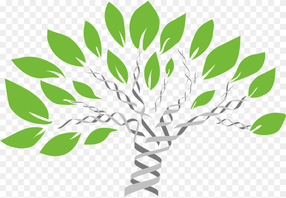 Gene Tree Of Life Evolution Dna Family Tree, Green, Herbal, Herbs, Leaf Png Image