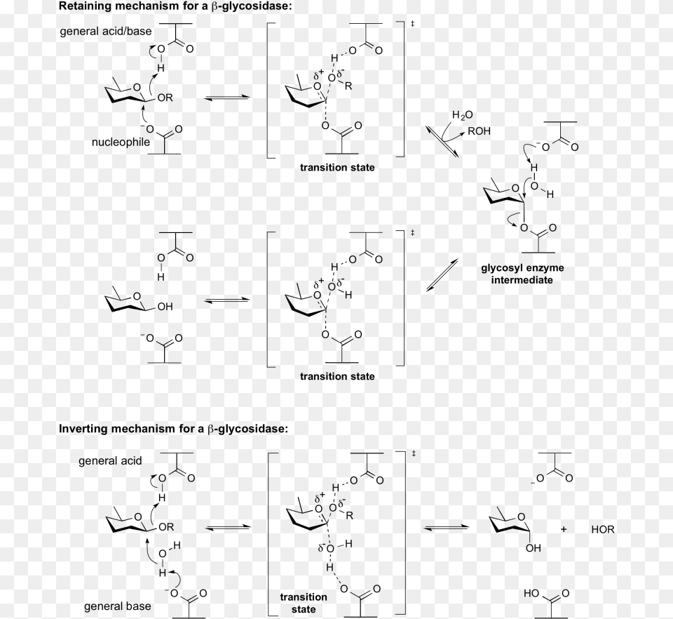 General Acid Base Acid Base Catalysis, Gray Png Image
