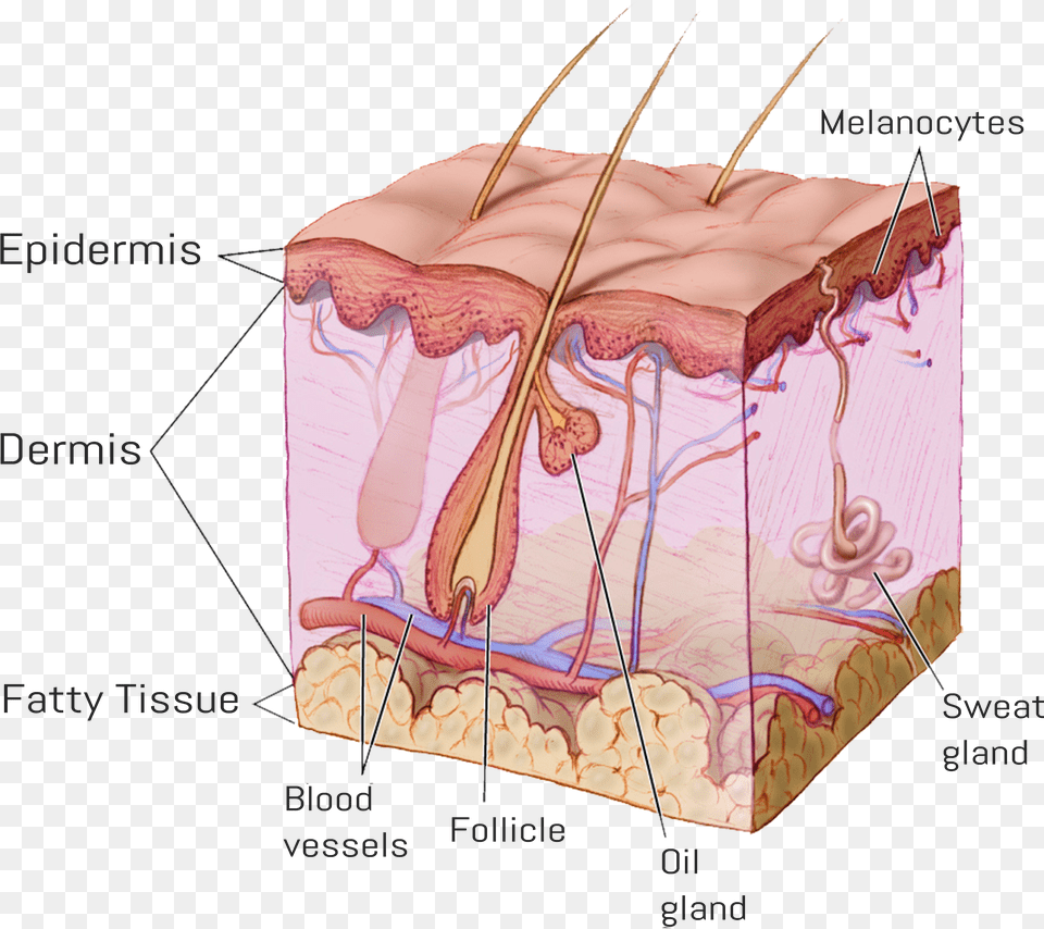 General Anatomy Of Skin Free Transparent Png