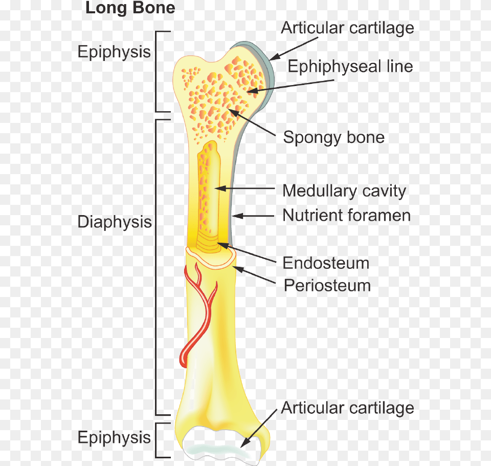 General Features Of Long Bones, Face, Head, Person, Smoke Pipe Png Image