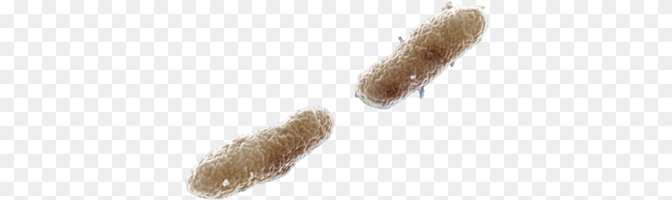 General Information Whooping Cough Bacteria, Animal, Insect, Invertebrate Free Transparent Png