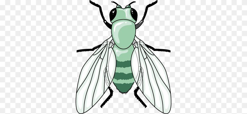 General Items Archives, Animal, Bee, Insect, Invertebrate Free Transparent Png