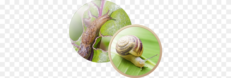 General Pest Information Stock Photography, Animal, Insect, Invertebrate, Snail Free Transparent Png
