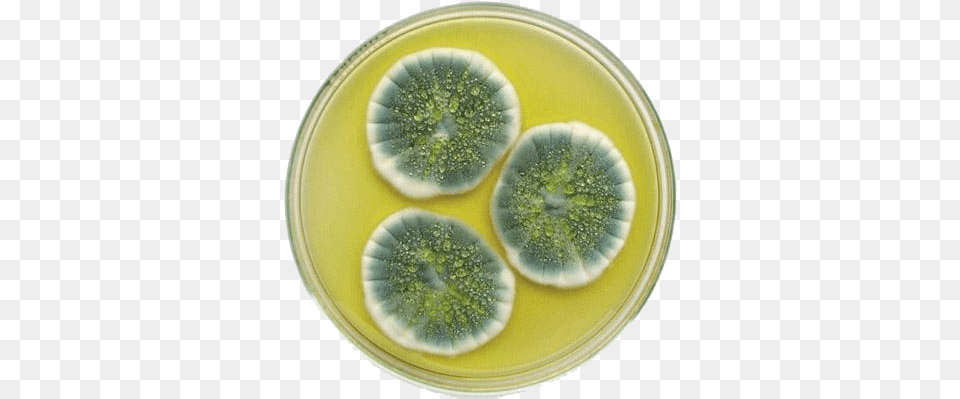 General Properties Of Fungi Penicillium Chrysogenum, Mold Free Png