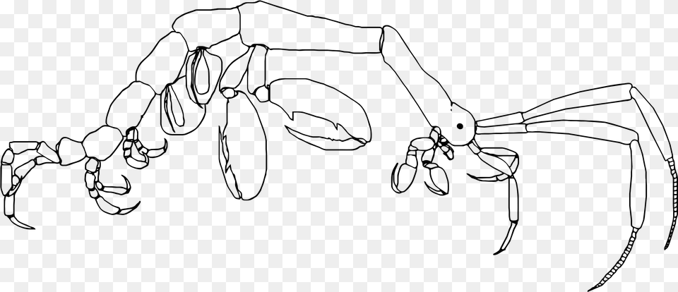 Generalized Caprellid Body Plan Linework Shrimp Skeleton, Gray Png Image