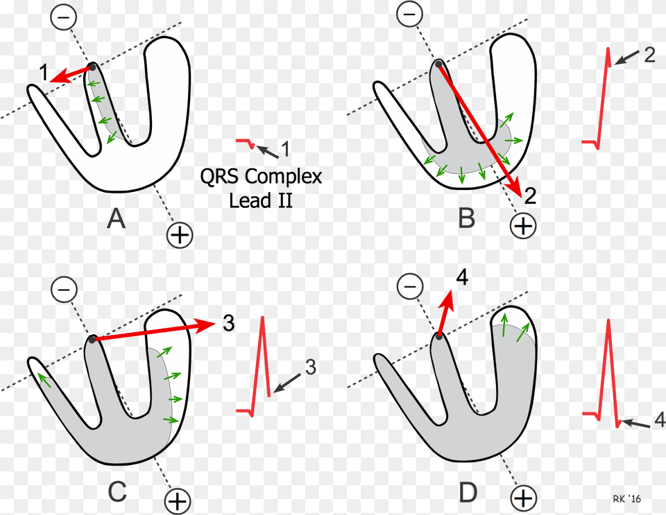 Generation Of Qrs Complex Heart Depolarization, Cutlery Png