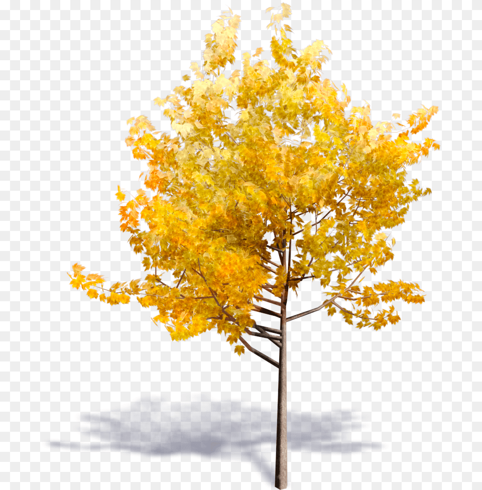 Generic Autumn Tree Bim Object Tree For Revit, Leaf, Maple, Plant Free Transparent Png