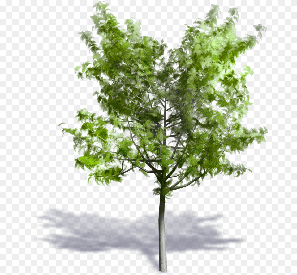 Generic Summer Tree Swamp Maple, Leaf, Plant, Oak, Sycamore Free Png Download