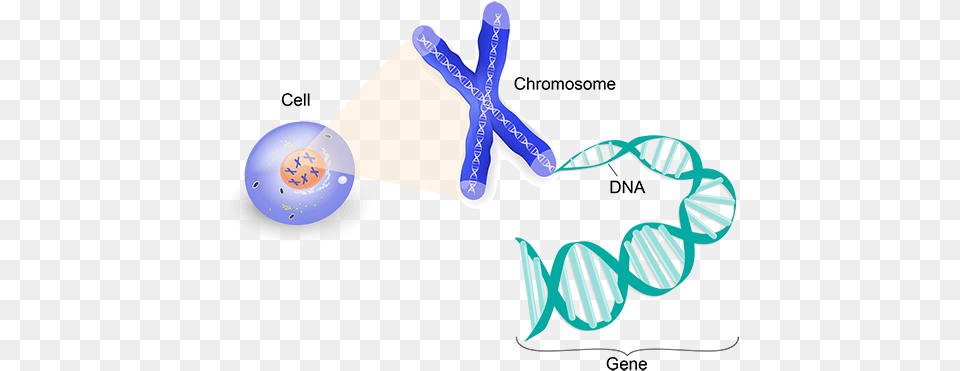 Genes In A Cell With One Gene Magnified To Show Chromosomes Chromosome Graphic, Clothing, Hat, Smoke Pipe Free Png Download